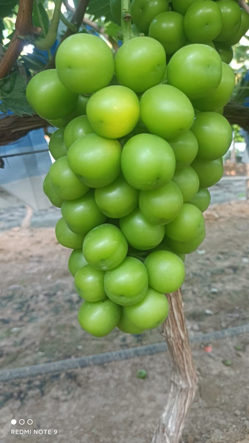 阳光玫瑰