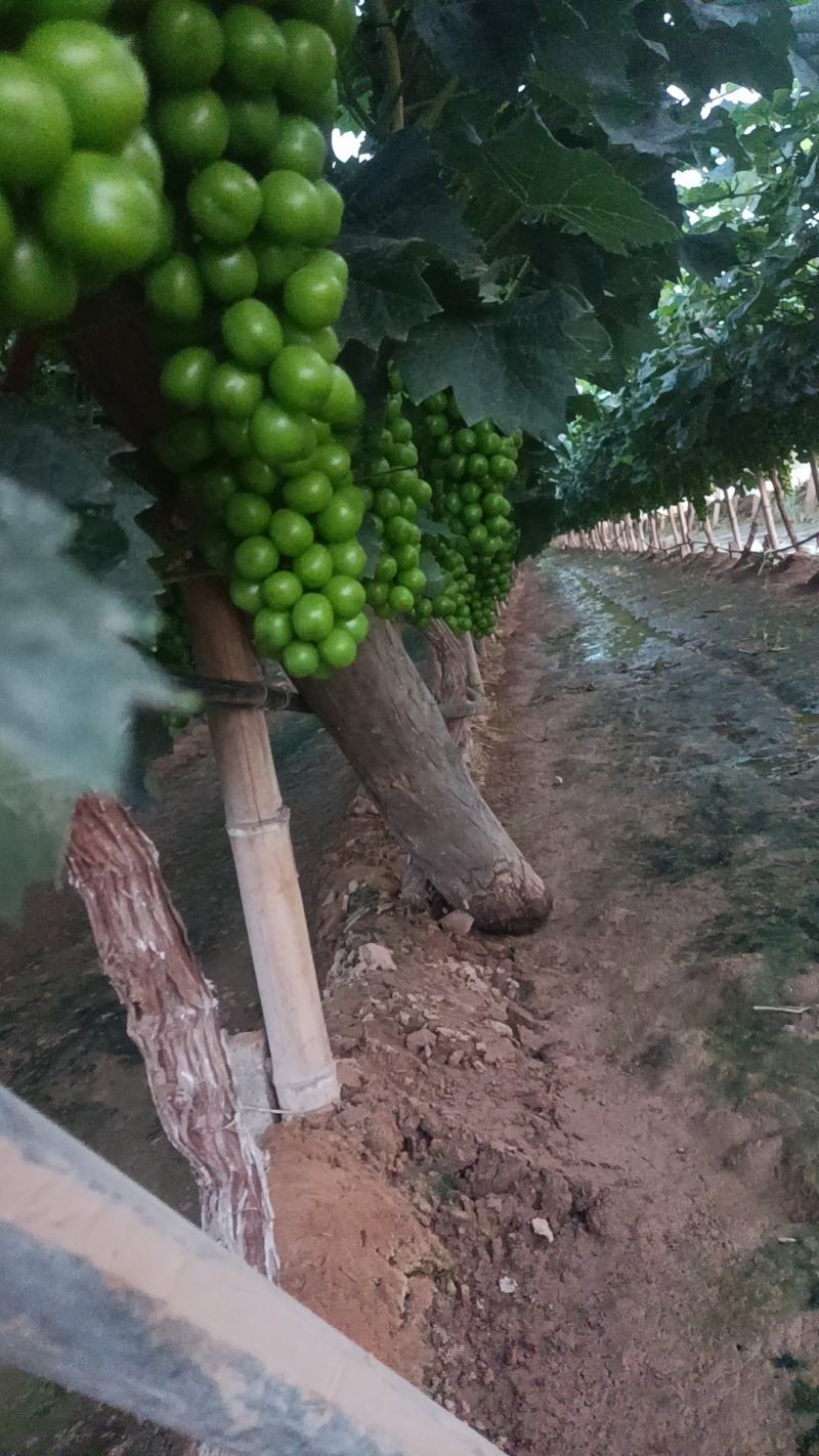 阳光玫瑰