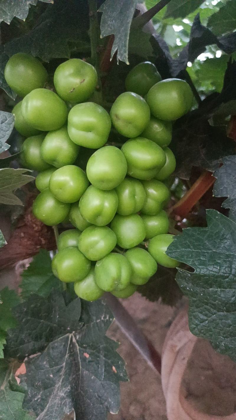 阳光玫瑰