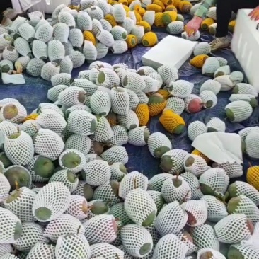 攀枝花华坪县热带水果芒果凯特芒欢迎各位老板合作