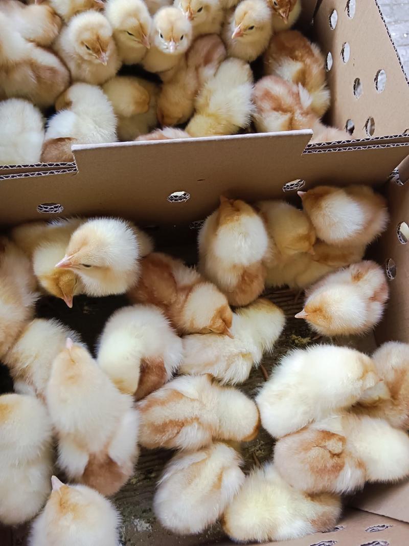 海兰褐蛋鸡苗产蛋率高品种质量保证厂家直销