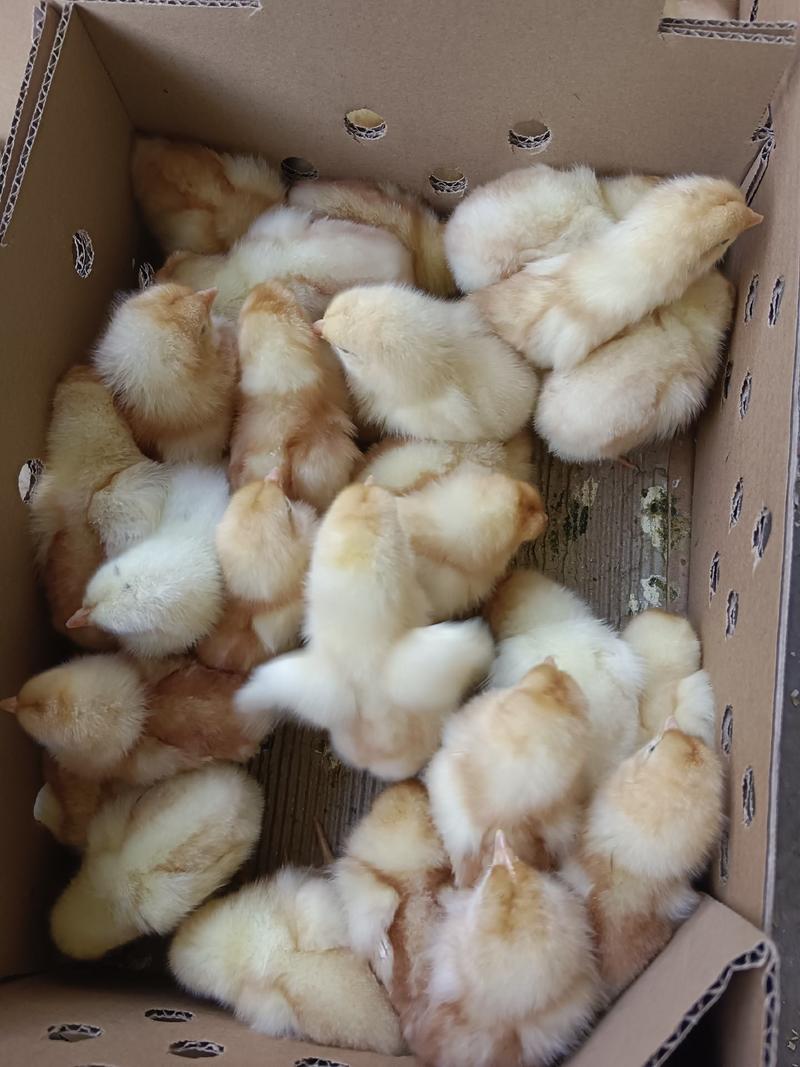 海兰褐蛋鸡苗产蛋率高品种质量保证厂家直销