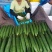 山东费县精品黄瓜