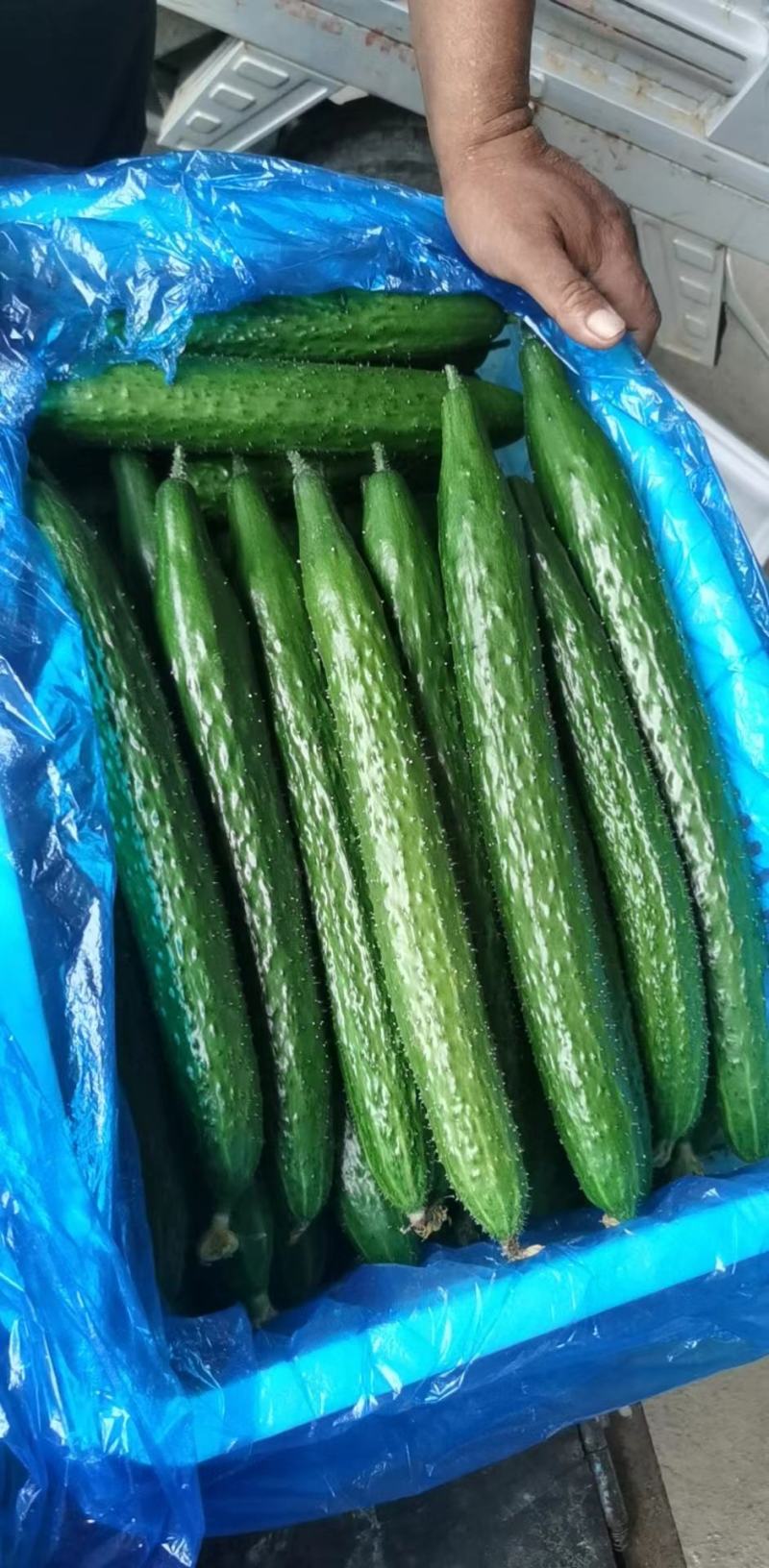 山东费县精品黄瓜