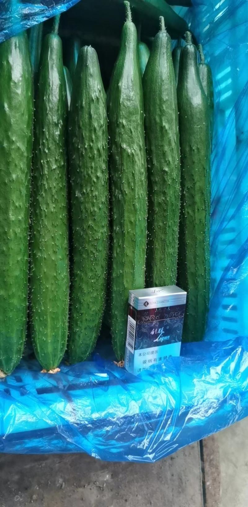 山东费县精品黄瓜