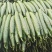 山东费县精品黄瓜