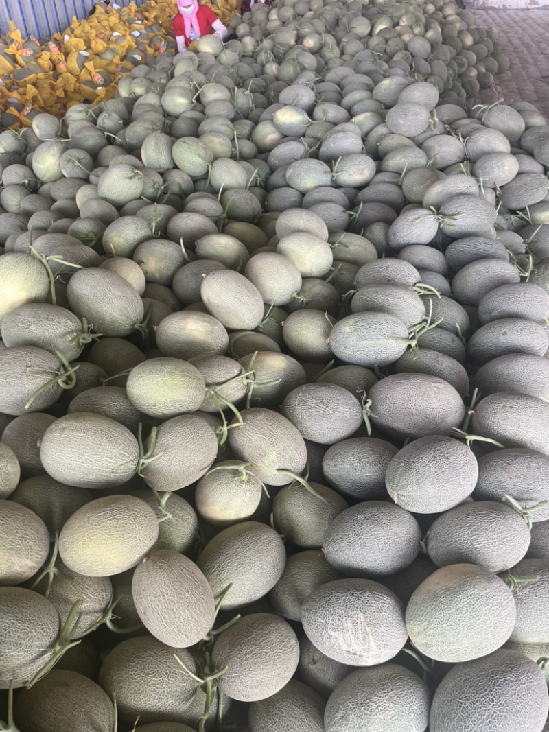甘肃民勤沙漠蜜瓜，西州蜜17大量供应，货源充足。