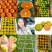 【实力推荐】精品湖北蜜橘大量上市个大皮薄口感纯甜