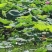 大量现货供应新鲜莲蓬电商、工厂、商超。支持一件代发