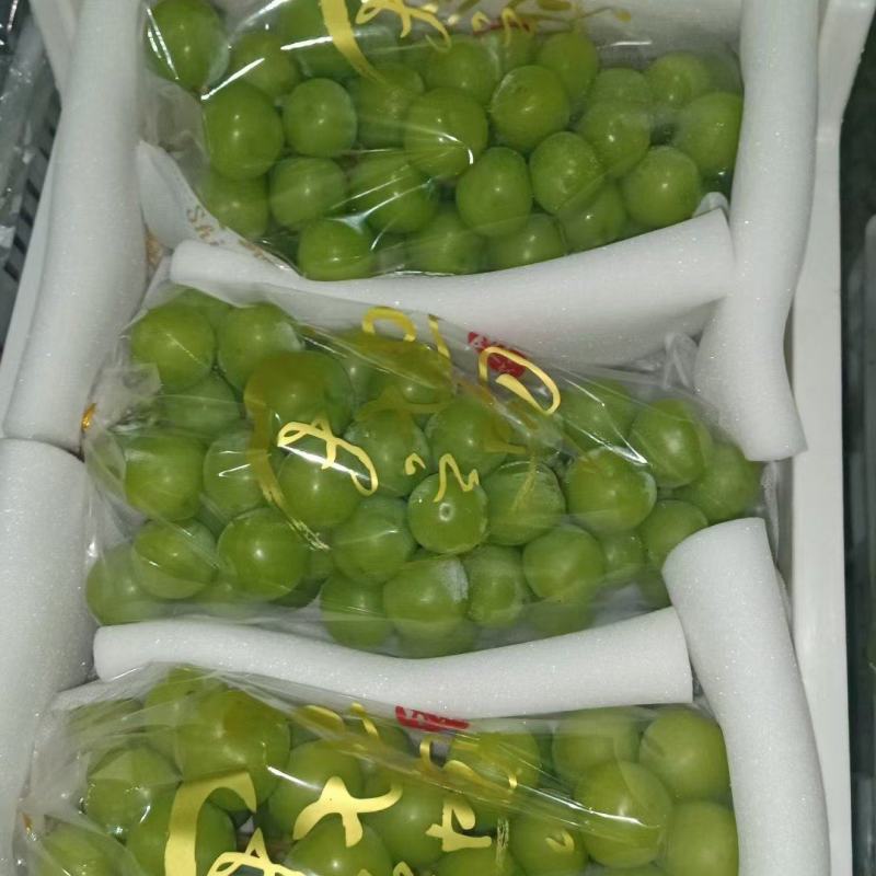 阳光玫瑰葡萄大量供应可一件发可对接商超欢迎考察