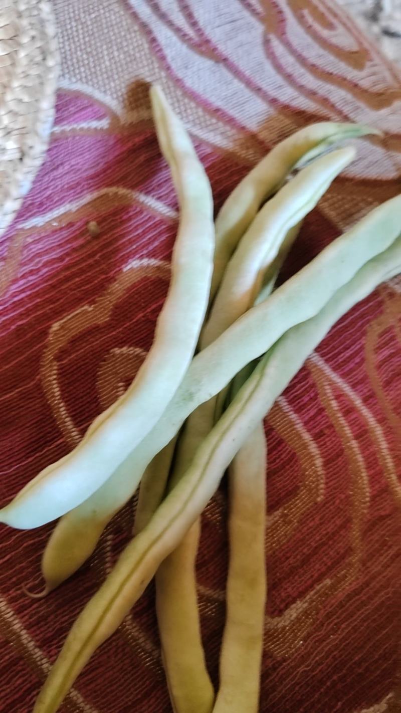 白豆角