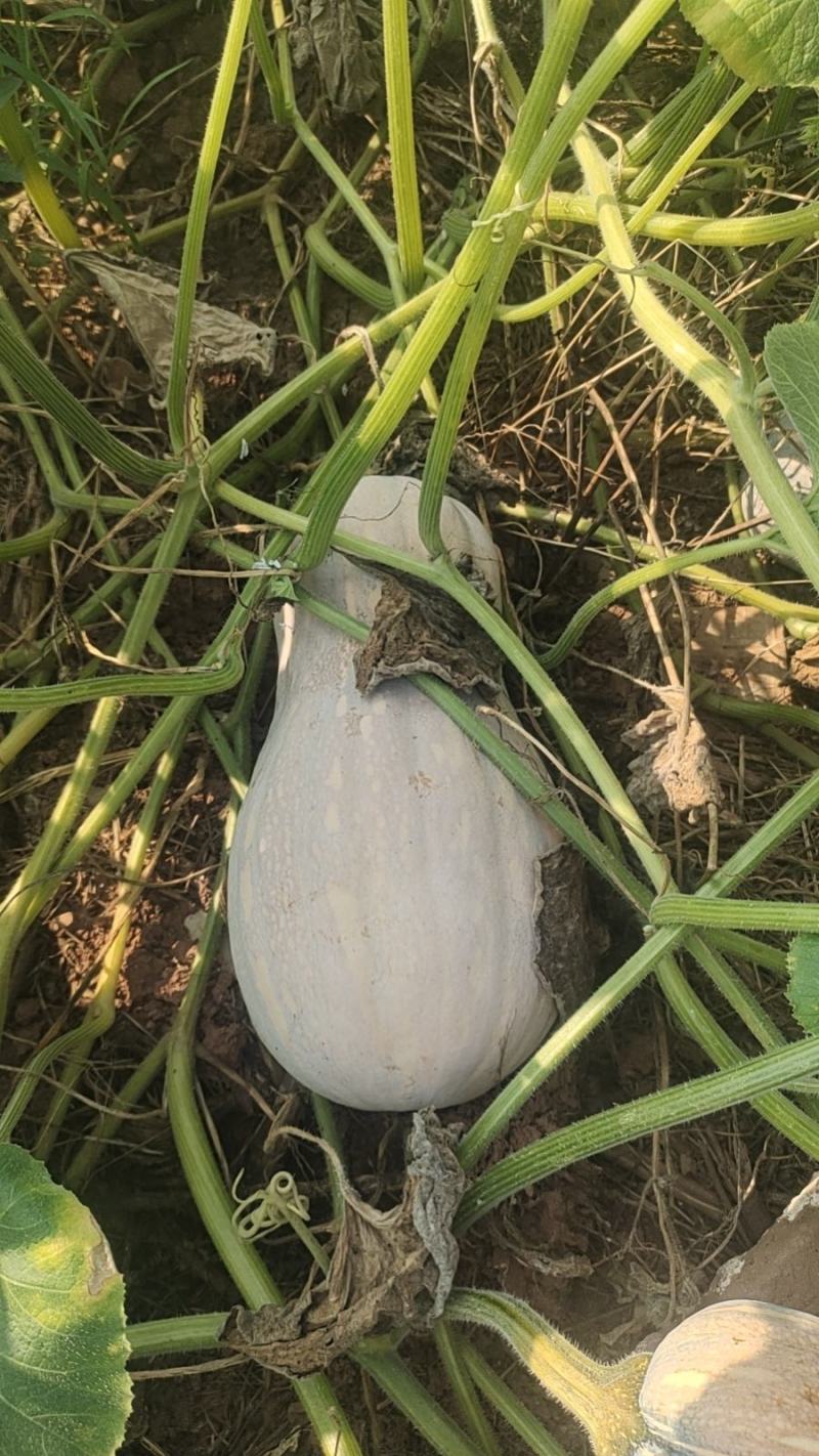 蜜本南瓜