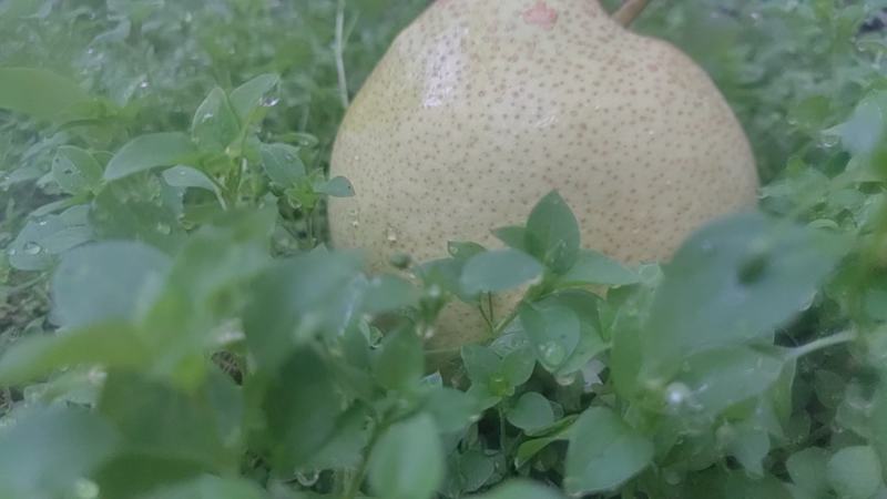 雪花梨