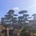 【优质】造型油松黑松，庭院景观松，迎客松平顶松基地直发