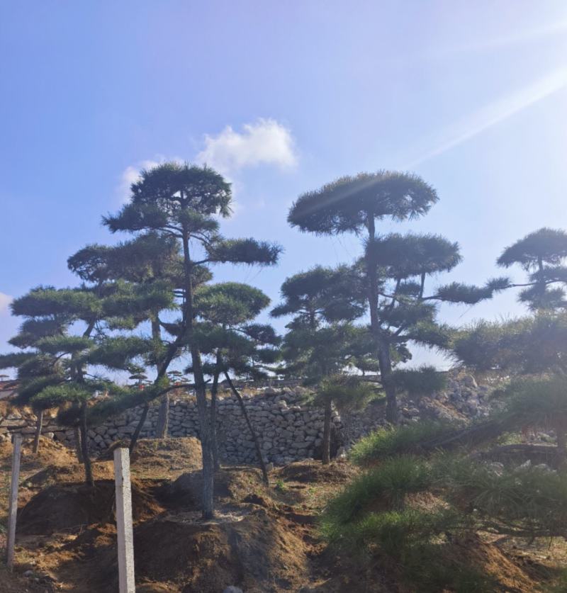 【优质】造型油松黑松，庭院景观松，迎客松平顶松基地直发