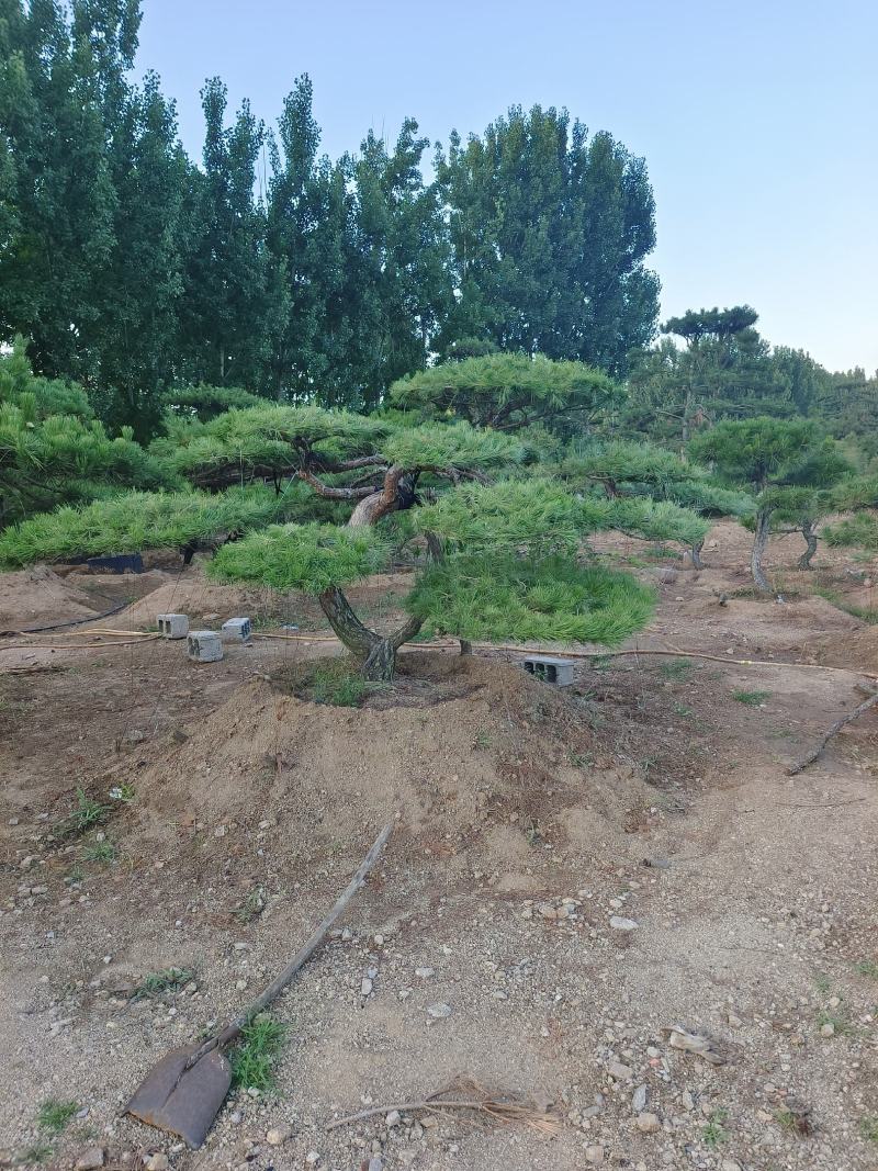 【优质】造型油松黑松，庭院景观松，迎客松平顶松基地直发