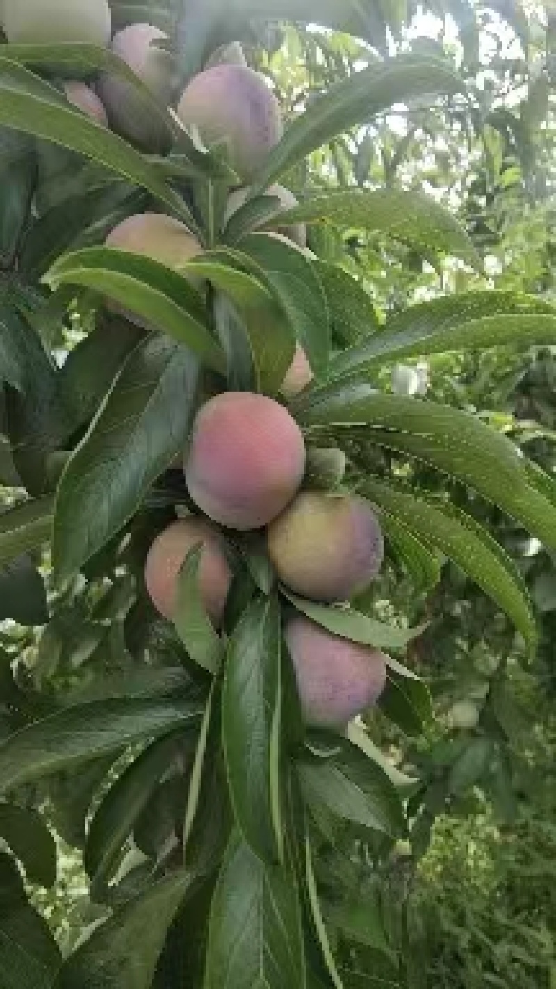 【推荐】脆红李电商果，越南果商超市场直供量大价优