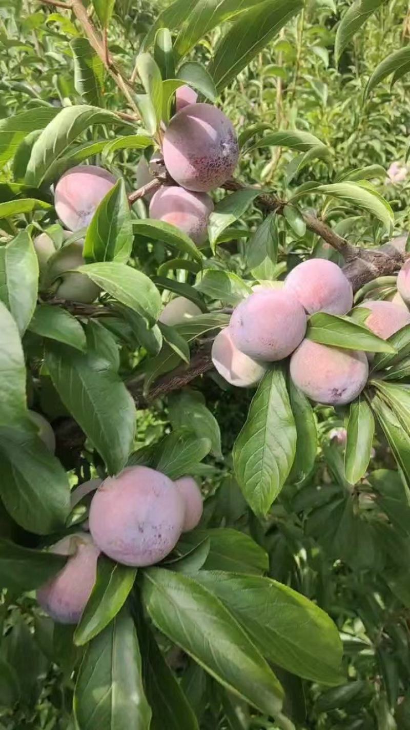 【推荐】脆红李电商果，越南果商超市场直供量大价优
