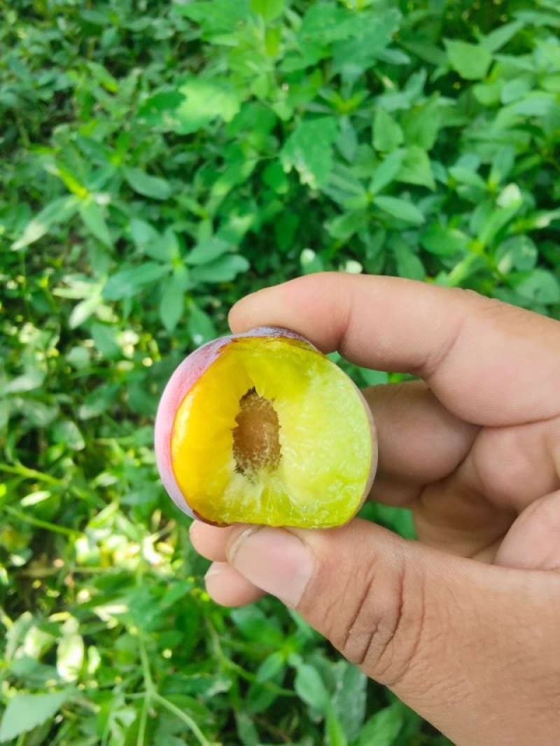 【推荐】脆红李电商果，越南果商超市场直供量大价优