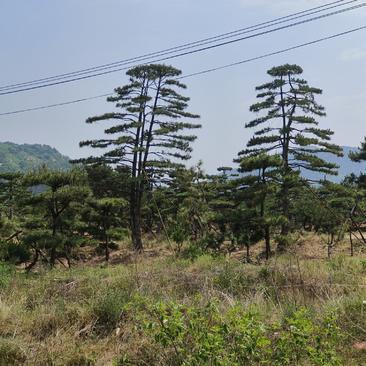 【优质】造型油松黑松，庭院景观松，迎客松平顶松基地直发