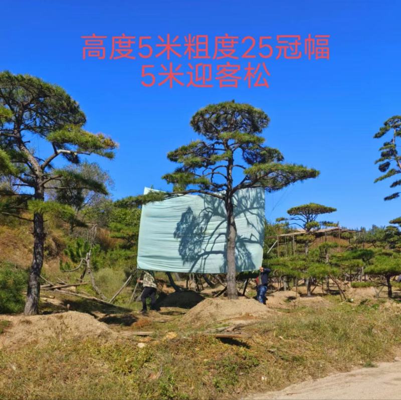 造型松，造型油松基地直供荣起苗，成活率高，量大更优
