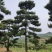 造型松，造型油松基地直供荣起苗，成活率高，量大更优