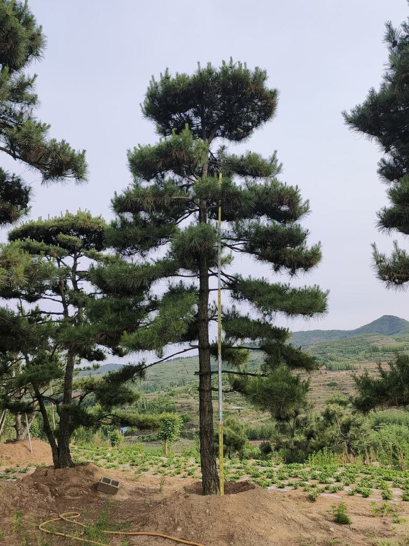 造型松，造型油松基地直供荣起苗，成活率高，量大更优