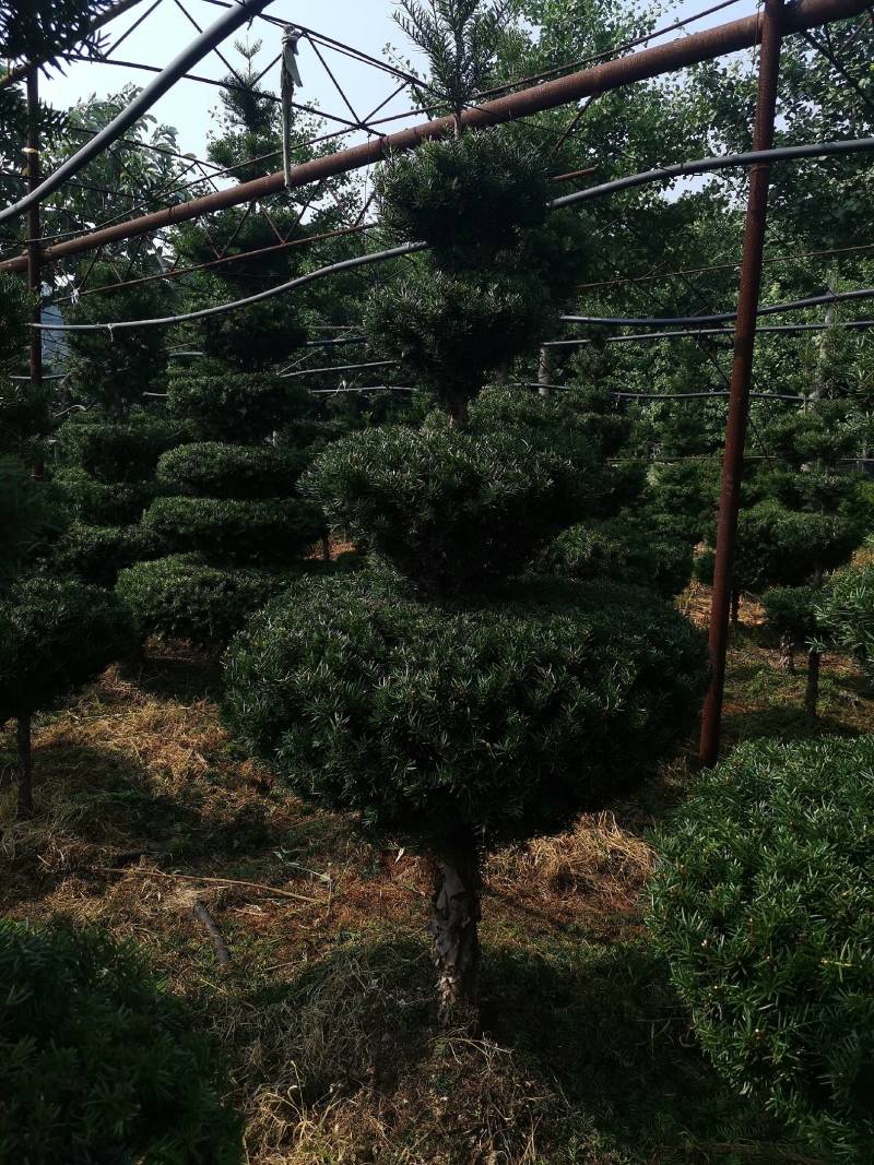 紫杉造型