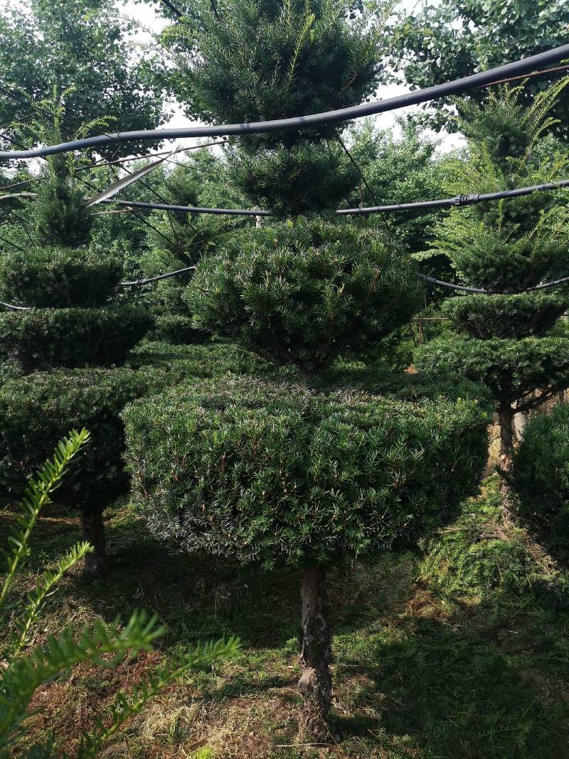 紫杉造型