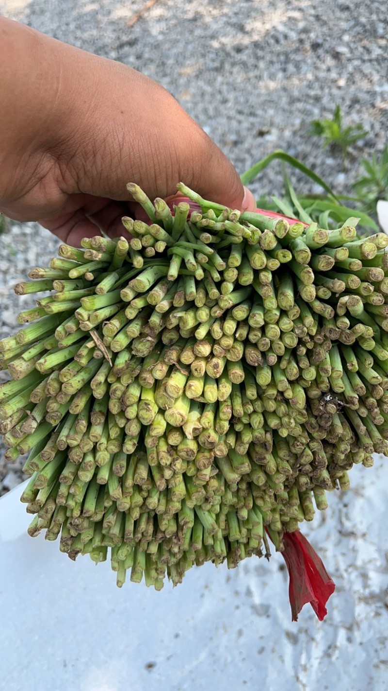 邯郸临漳韭菜，大叶韭菜量大价低，各种规格实力代发全国