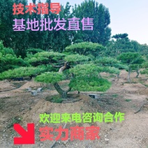 造型油松，造型黑松，自然园造型松基地直供，价格美丽