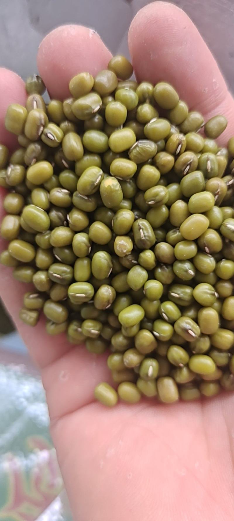 绿豆面