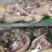 精品清真牛副产品工厂直供牛头肉纯干无水鲜牛肉大量批发