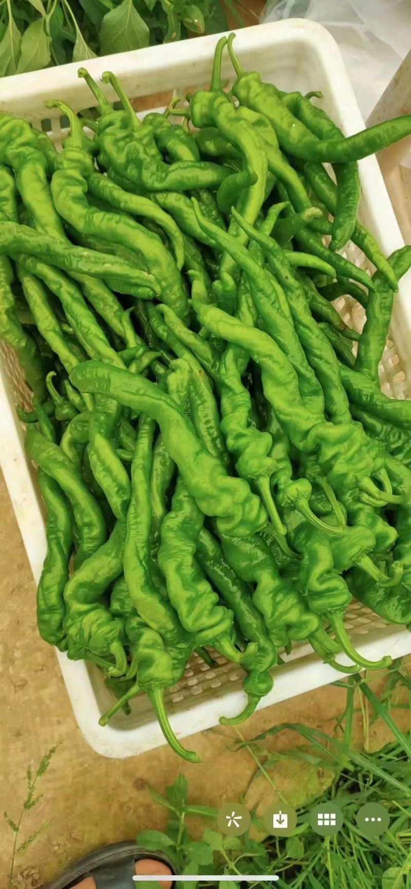 【精品】湖北螺丝椒，大量上市一手货源，可对接全国各地市场
