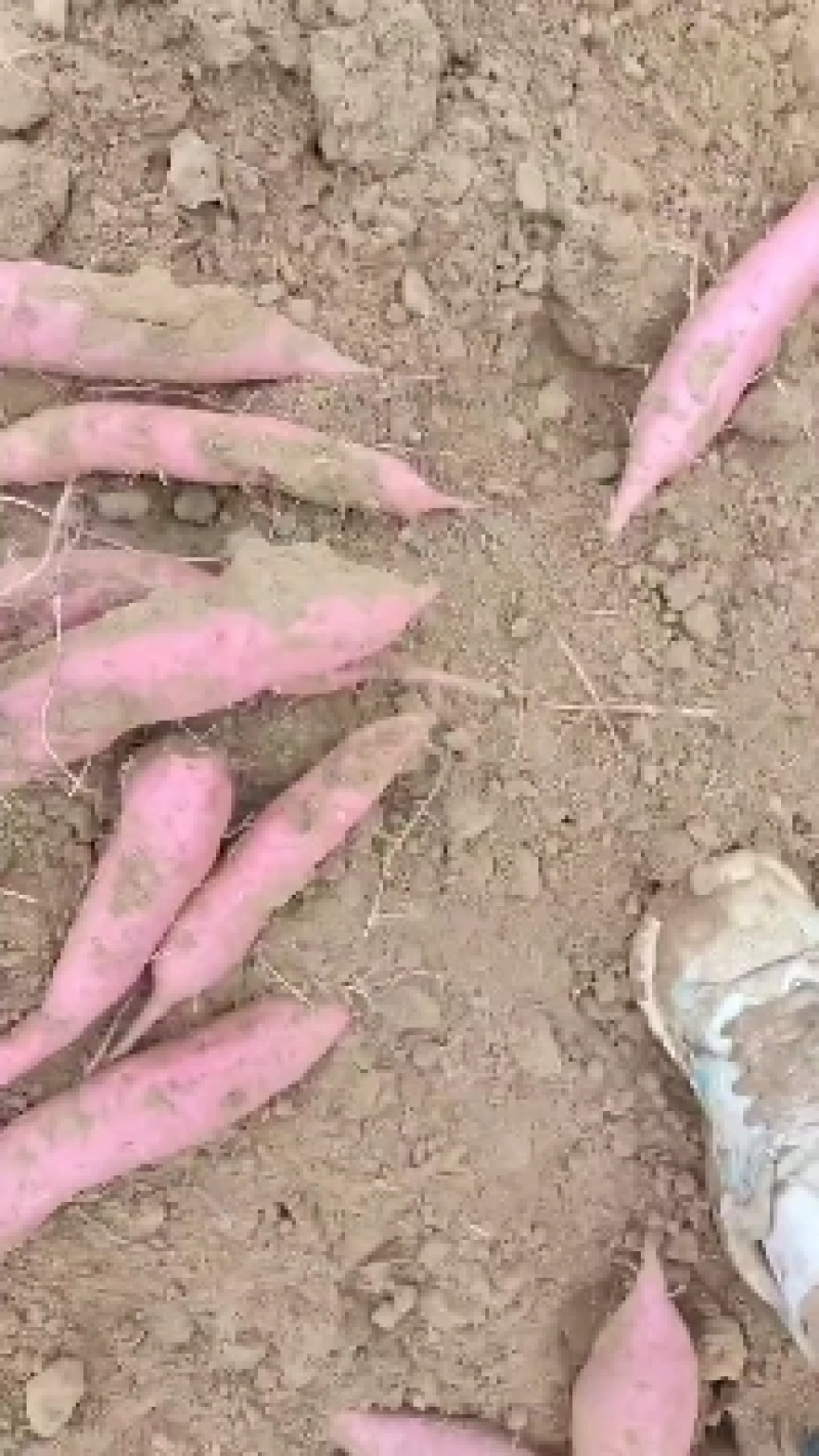 商薯，西瓜红蜜薯，板栗薯大量供应