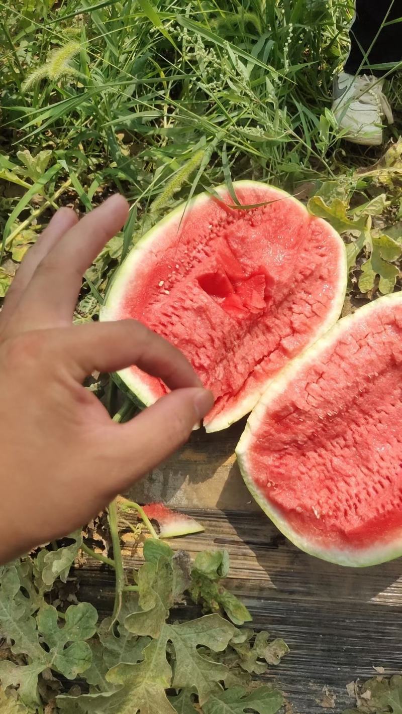 云南正宗甜王西瓜，西瓜产区直发包熟包甜大量有货