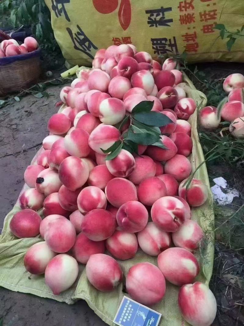 蜜桃成熟时