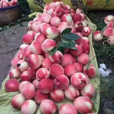 蜜桃成熟时