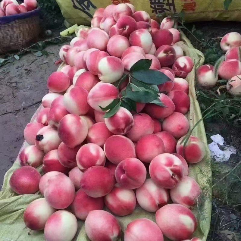 蜜桃成熟时