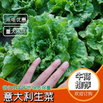 河南生菜意大利生菜大量上市精品货源基地发货欢迎电联