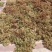 优质纯新两年白芷种子、保证芽率、基地直供、自产自销