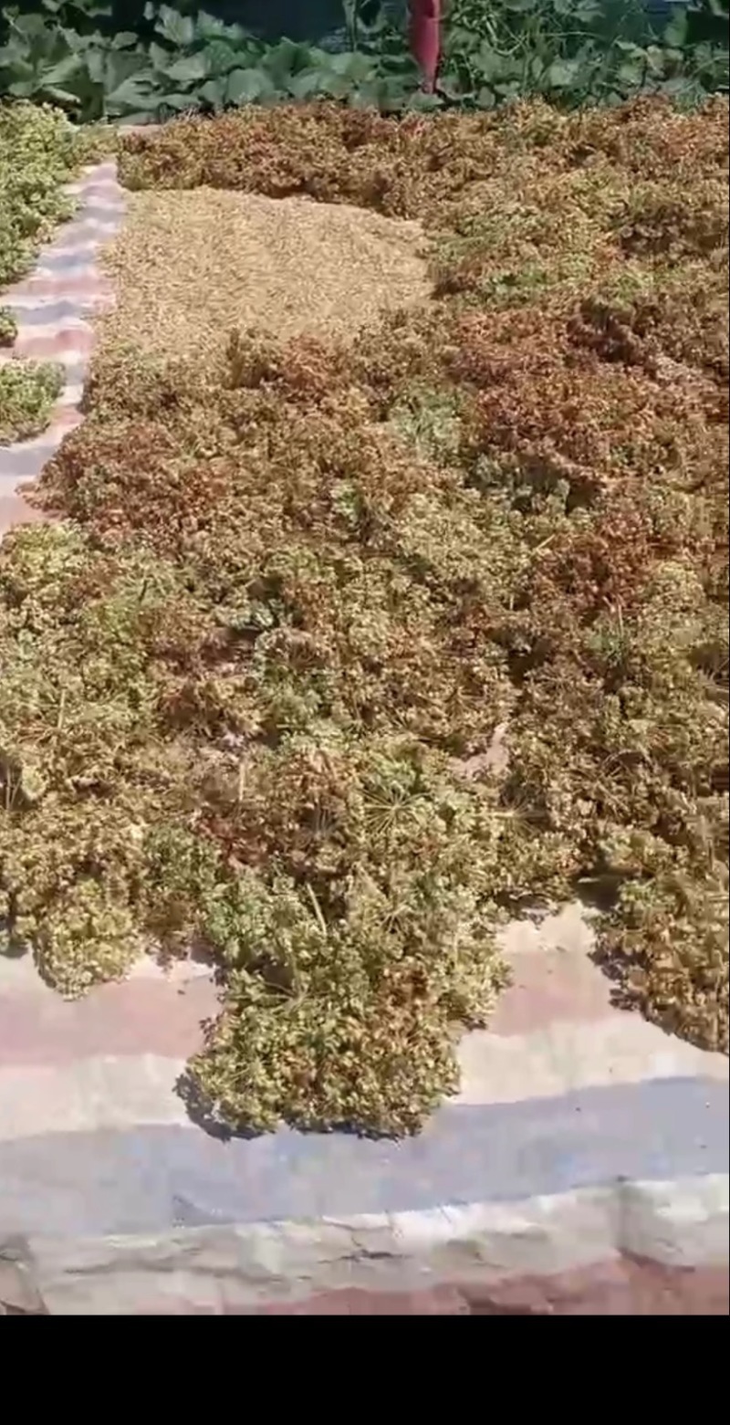 优质纯新两年白芷种子、保证芽率、基地直供、自产自销
