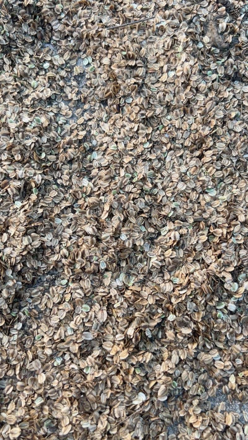优质纯新两年白芷种子、保证芽率、基地直供、自产自销