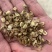 优质纯新两年白芷种子、保证芽率、基地直供、自产自销