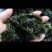 野生地皮菜干菜