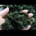 野生地皮菜干菜