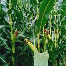 广西柳州，青贮玉米，含玉米棒，鲜的还在地里，8月中旬