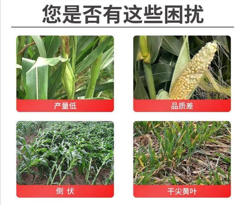 奥粒多大田作物叶面肥小麦水稻玉米豆类增产提质增膨大籽粒