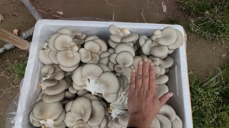 平菇