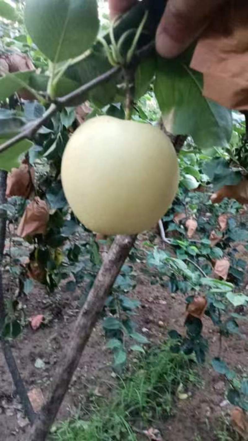 皇冠梨
